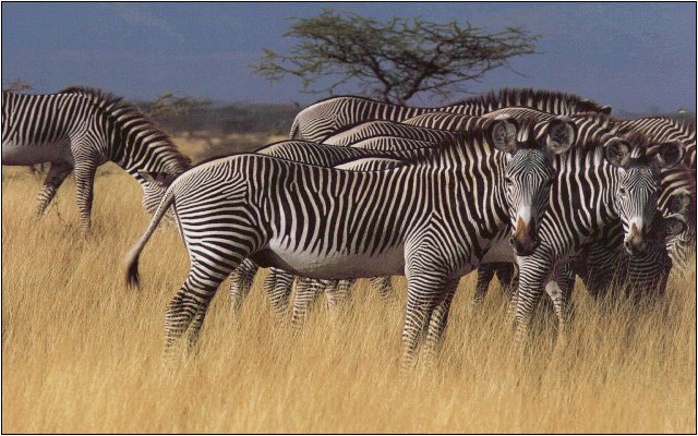 zebra.gif