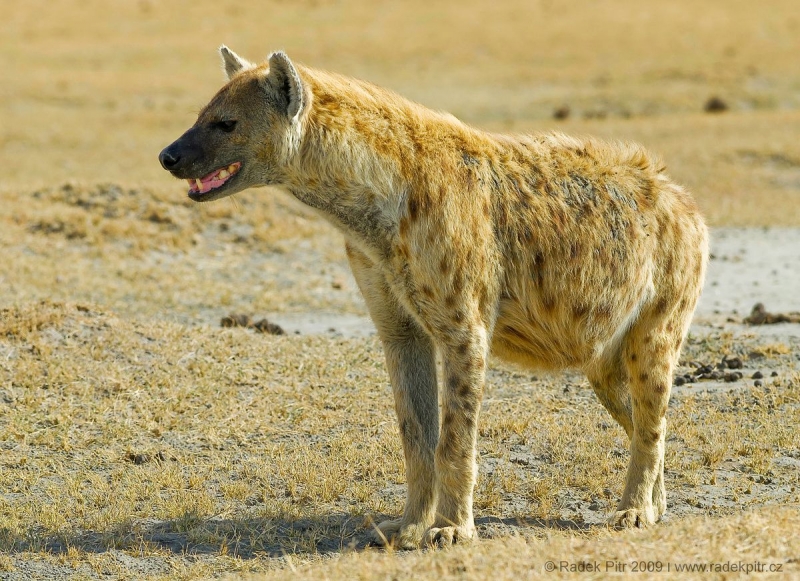 Hyena-skvrnita.jpeg